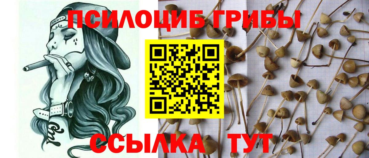 что такое   Вход с VPN  Алексин  Галлюциногенные грибы Psilocybe 